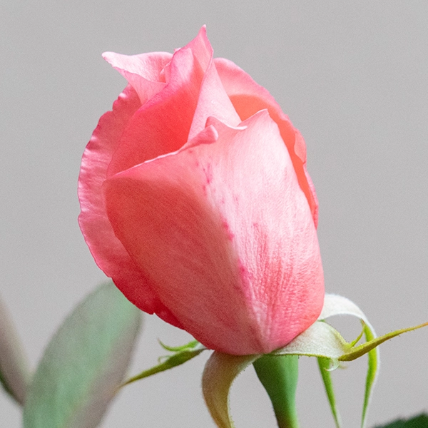 品種名COMING SOON